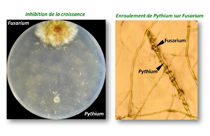 Polyversum, nouveau fongicide d’origine naturelle pour blé et colza.