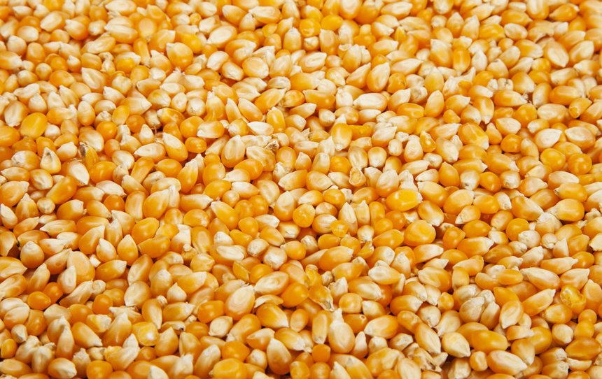 Caussade Semences : 14 nouvelles variétés de maïs. © Jcfotografo/Fotolia
