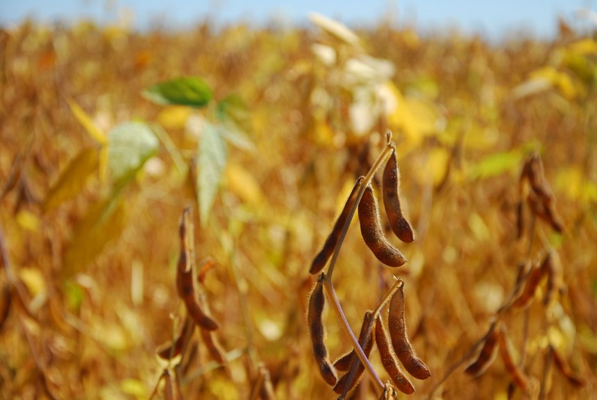 L'accroissement des délais d'inoculation pourraient simplifier la logistique de semis de soja. © M. Lecourtier/Pixel image