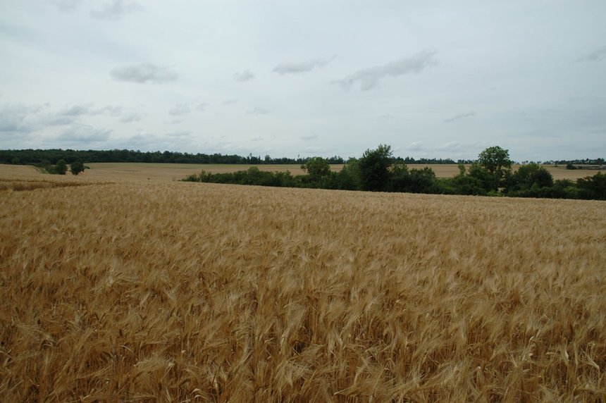 France Agrimer chiffre le bilan de cette mauvaise récolte estivale de blés. © H. Grare / Pixel Image