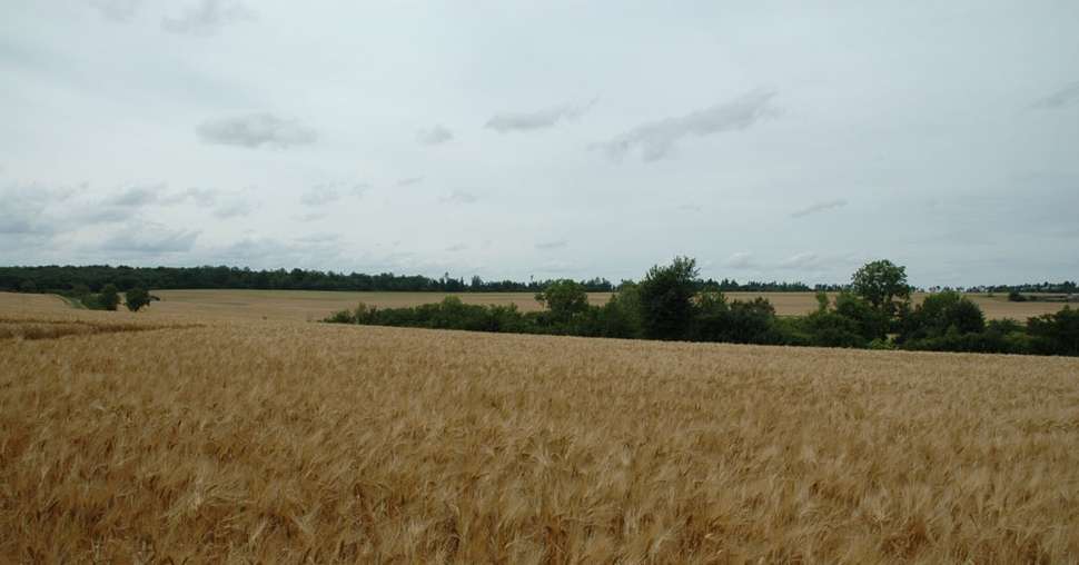 France Agrimer chiffre le bilan de cette mauvaise récolte estivale de blés. © H. Grare / Pixel Image