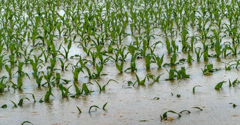 Les farmers américains séduits par les OGM et les assurances récoltes. © Gina Sanders/Fotolia