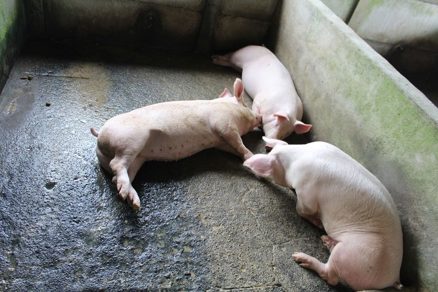 La Chine booste le marché du porc. © MG Photo/Fotolia