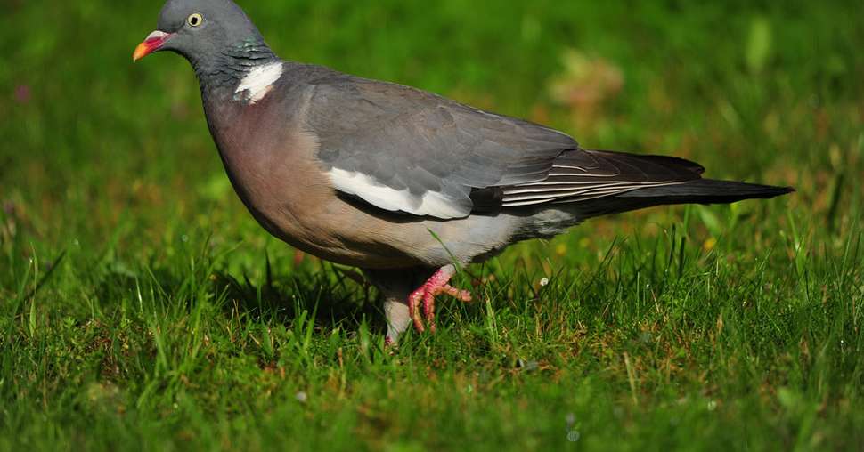 Signaler les dégâts d’oiseaux en ligne. © Marc Toutain/Fotolia