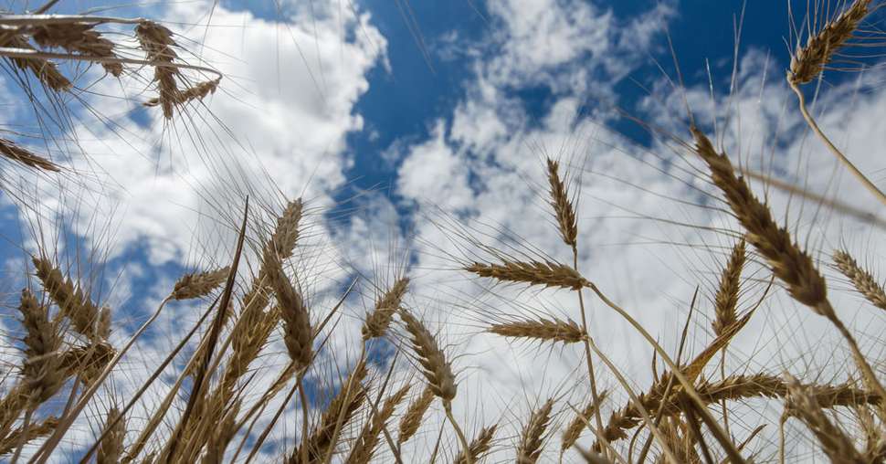 En France, les céréales à paille affichent toujours un très bon potentiel, même si la pression maladie est bien présente. © Rostyle/Fotolia