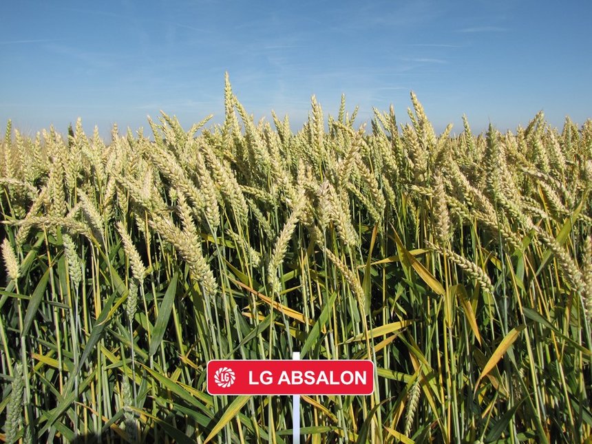 LG Absalon est un blé demi-précoce productif, inscrit 1re lignée à 110,1% des témoins Sud. © LG Céréales