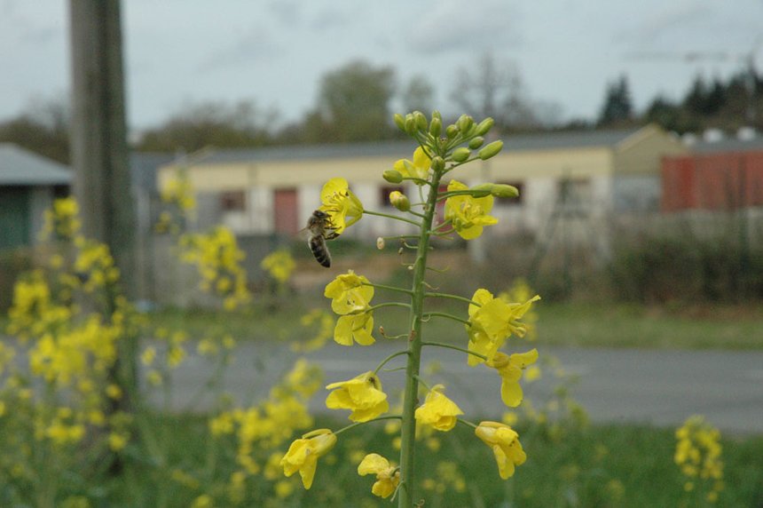 La Fop alerte sur l’indispensable vigilance à avoir en période de traitement en floraison pour protéger les abeilles. © S. Favre/Pixel image
