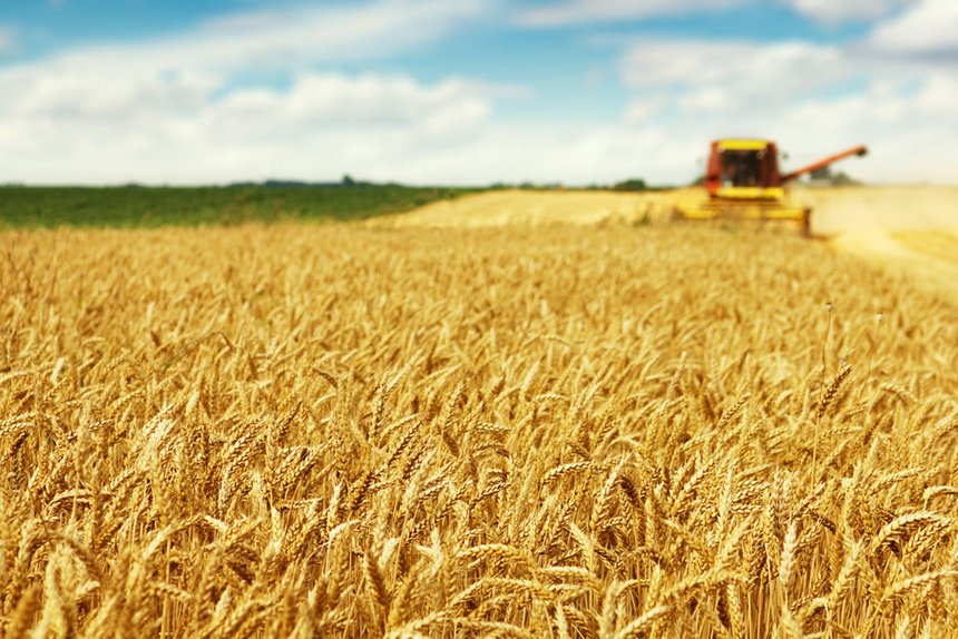 Une production mondiale de blé attendue en baisse. © Dickov/Fotolia