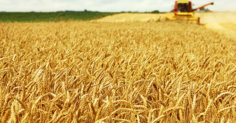 Une production mondiale de blé attendue en baisse. © Dickov/Fotolia