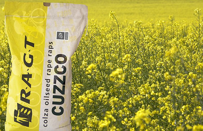 Cuzzco : variété de colza précoce, a obtenu la première place en rendement grain au CTPS 2015 avec 106,95% des témoins. © RAGT
