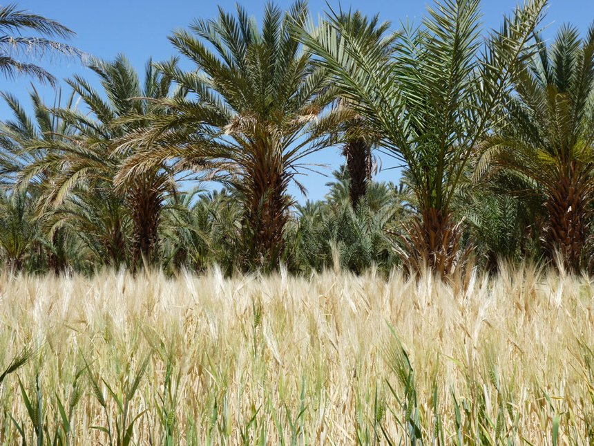 Il y a une vraie production de blé tendre au Maroc. © Bastienc37Fotolia