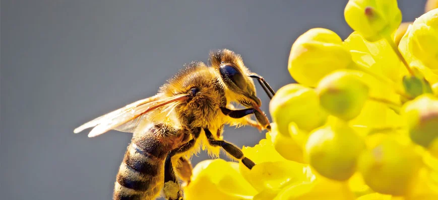 20 % de rendement en plus avec des pollinisateurs