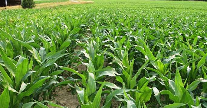 À 40 cm d’écartement, les plantes, moins resserrées sur le rang, sont réparties quasiment "au carré". © Terres Conseils