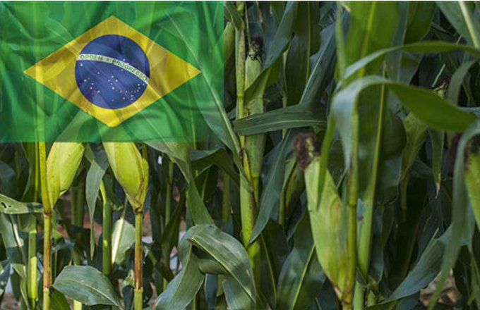Au Brésil, Safrina : les surfaces de maïs en hausse. © Sidneydealmeida et Olga Altunina/Fotolia
