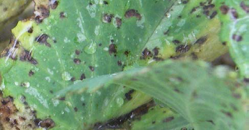  Ascochytose, maladie aérienne du pois. © Inra Terres Univia /