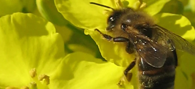 Les ruches exposées modifient leur stratégie