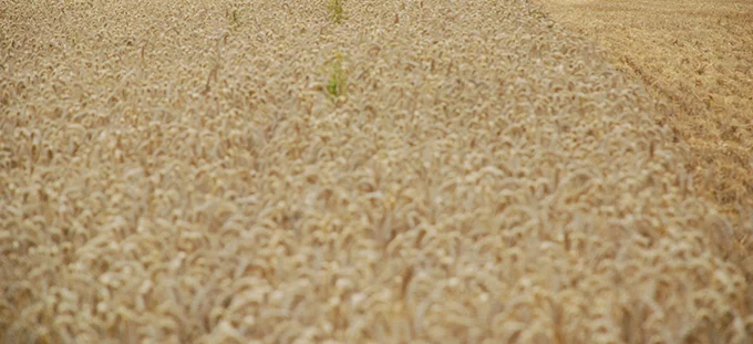 Un marché mondial marqué par l’abondance du blé