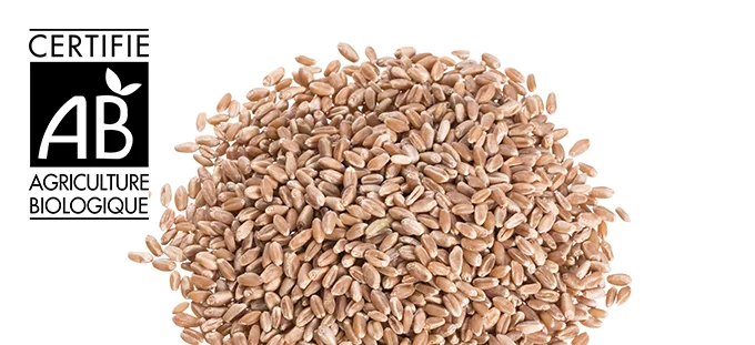 Semences de blé : dérogation à la norme carie
