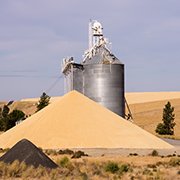 Les États-Unis font face à une campagne record en termes de production, 365 millions de tonnes pour le maïs, 107 millions de tonnes pour le soja. Photo : zigzagmtart-fotolia