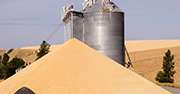 Les États-Unis font face à une campagne record en termes de production, 365 millions de tonnes pour le maïs, 107 millions de tonnes pour le soja. Photo : zigzagmtart-fotolia
