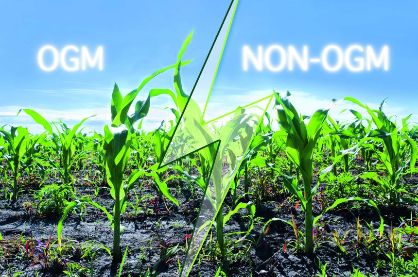 Le Parlement européen a voté en faveur d’un projet de loi qui renforce le pouvoir des États membres à interdire la culture des OGM.