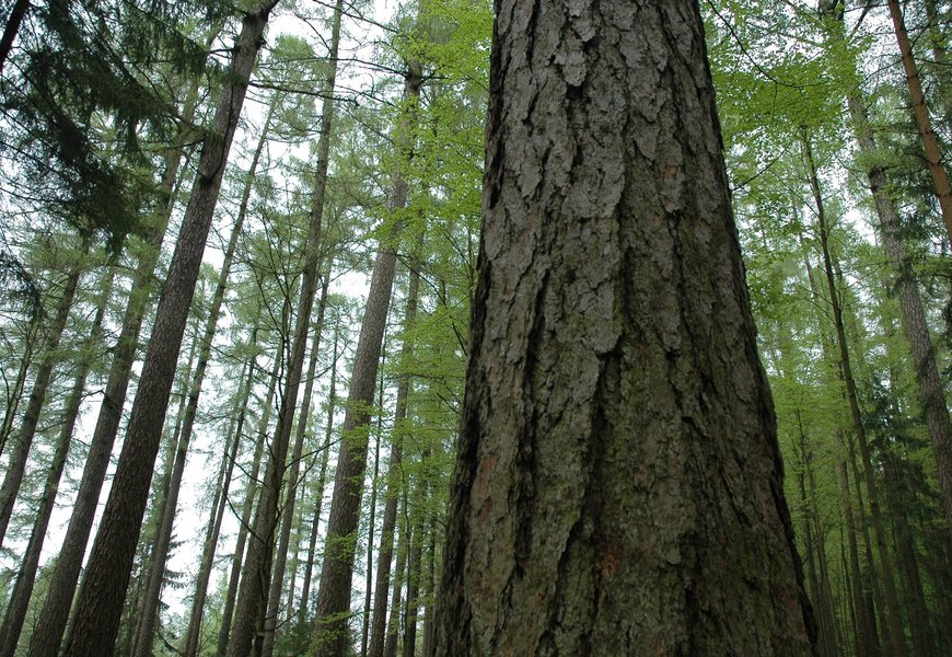 ▷▷ Foret à bois 2024 au meilleur prix