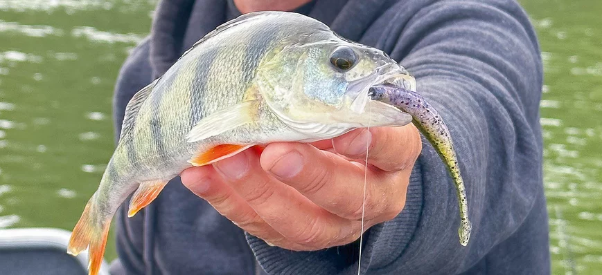 Test des leurres souples Crushcity - Rapala