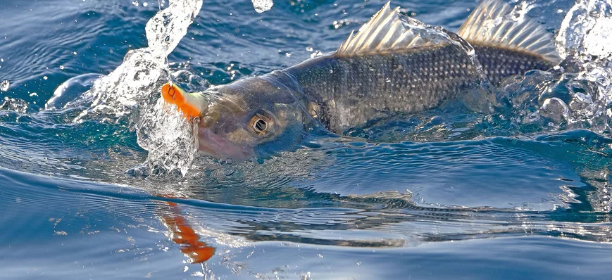 Quota pêche bar 2024 : le prélèvement limité à 1 b