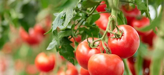 Tomates : tout savoir sur le virus ToBRFV