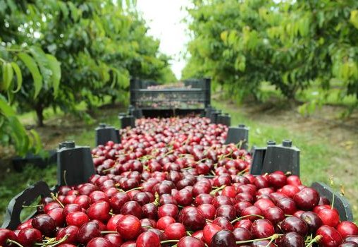 Récolte de 2023 : la production de cerise revue à la baisse