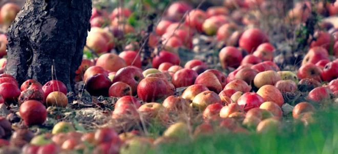 Pommes à cidre : une récolte revue nettement à la 