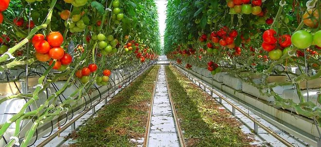 Production en baisse : l’AOPn Tomates alerte le Go