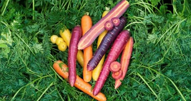 Vilmorin-Mikado présente « les carottes colorées ». Photo : Vilmorin
