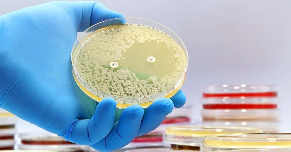 L’Anses partage une bonne nouvelle concernant l’antibiorésistance : le taux de bactéries résistantes aux antibiotiques continue de diminuer dans toutes les filières animales, sauf les équidés. © TopMicrobialStock/Adobe Stock