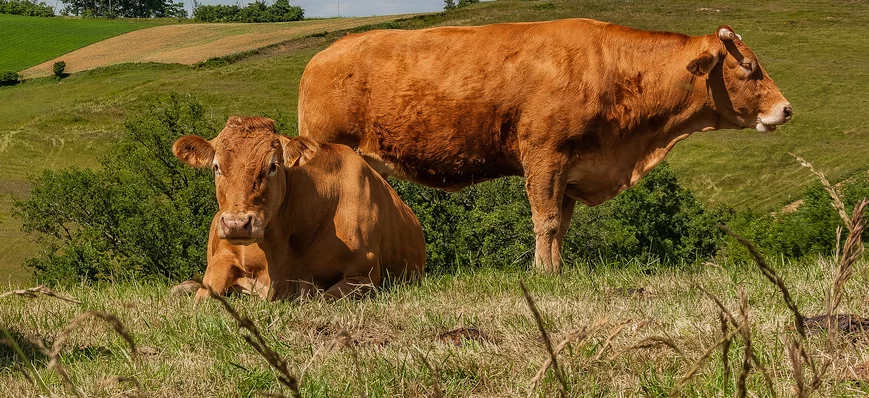 Les exports de viande bovine française diminuent