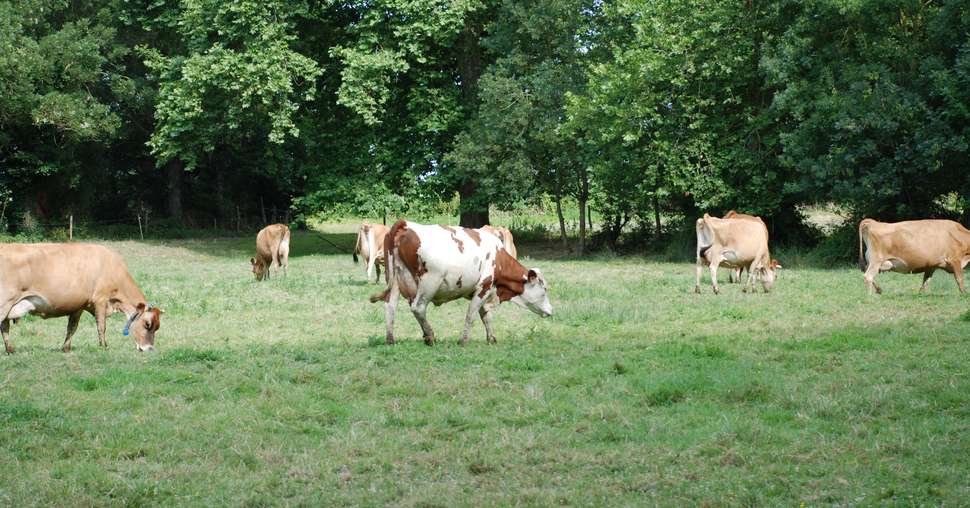 «Les conditions climatiques caniculaires ont été très préjudiciables à la productivité des vaches», publie l’Idele.