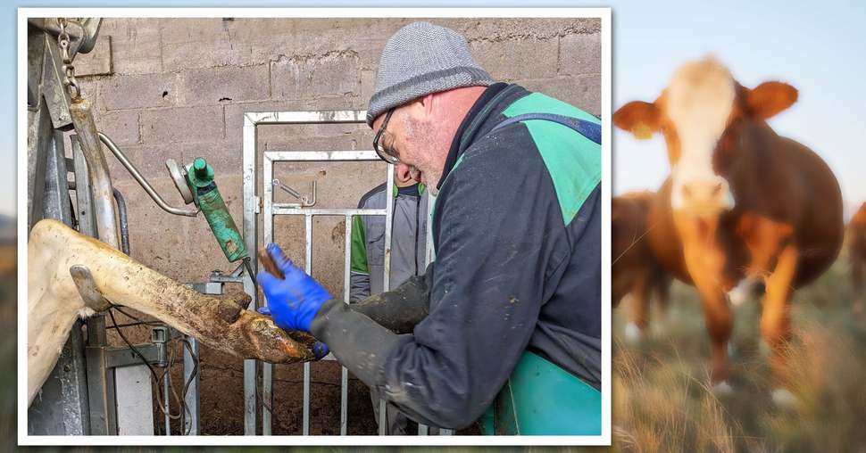 Les pareurs sont équipés de tabliers, lunettes de protection et gants anti-coupure. « Les gants sont une nécessité, car les accidents de meuleuse sont fréquents, et sans gants, ils pourraient être graves », explique Cyril Jacquot. © A. Legendre / Terroir Est, PeopleImages.com/AdobeStock