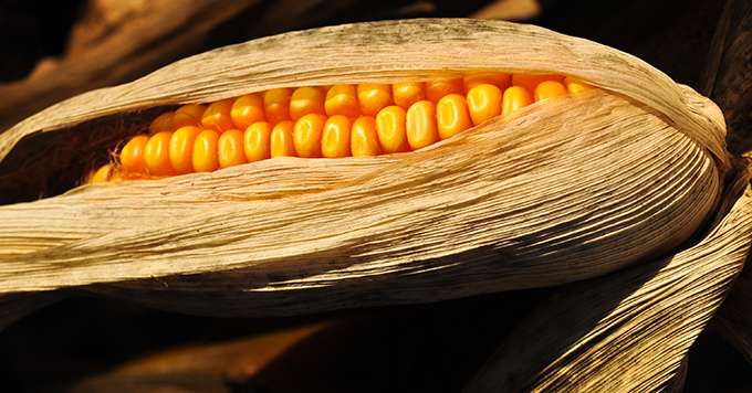 La société KWS travaille pour identifier des hybrides de maïs capables de tolérer les stress thermiques et hydriques qui interviennent de manière aléatoire.