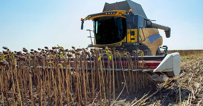 Afin d’aider les cultivateurs de tournesol, Terres Inovia et Terres Univia proposent un outil simple de calcul de leur marge brute. 