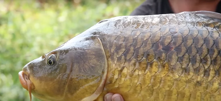 [SESSION] Pêche itinérante de la carpe en rivière 