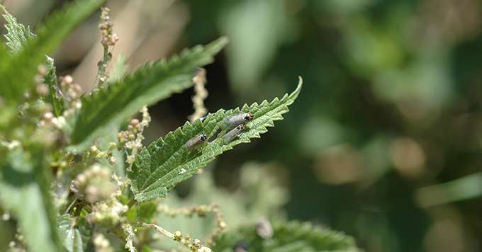 La maladie du bois noir est provoquée par un phytoplasme transmis depuis une plante hôte (ortie notamment) à la vigne par un insecte vecteur très polyphage : "Hyalesthes obsoletus" (ici stade adulte). Photos : IFV Colmar