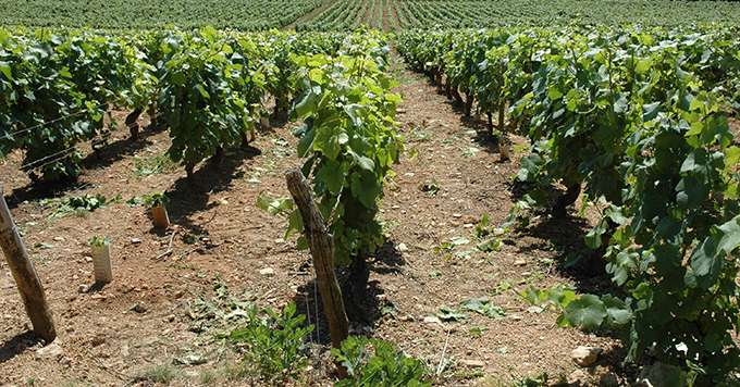 En conditions de faible sévérité de l’esca, la mise en place de la complantation est plus intéressante que le curetage au niveau de la rentabilité. Photos : E.Thomas/Téma Agence