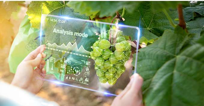 A woman measuring crop growth rate with augmented reality and AR