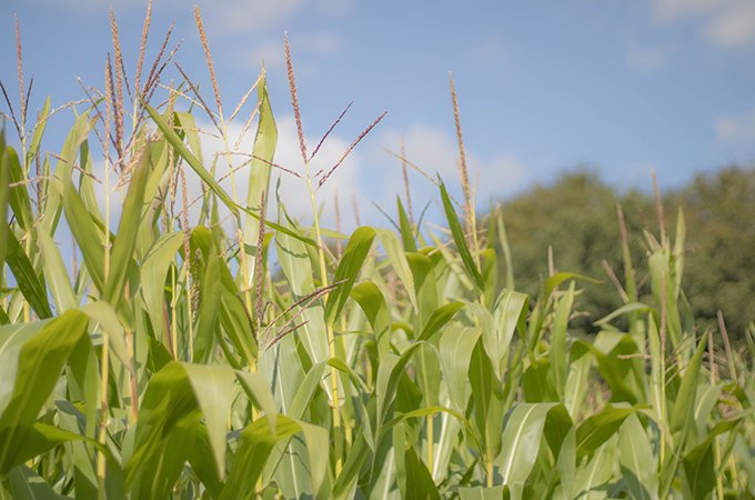 Les reliquats post-récolte réalisés sur maïs se pratiquent à partir de fin août, après l’arrêt de l’absorption d’azote par la culture. Crédit: Mark Holloway/unsplash