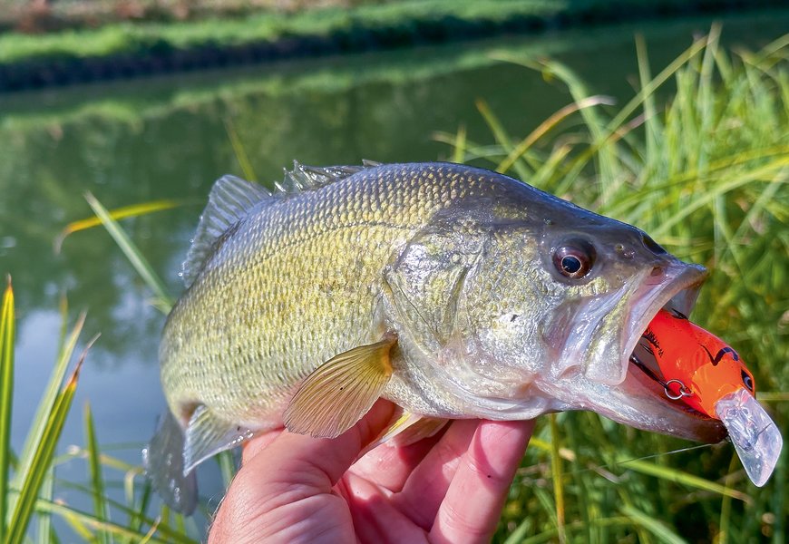 Crankbait Vibrant – Motif Perche Jaune – 2 1/4 (6 Mm) – 0.30 Oz – État Neuf