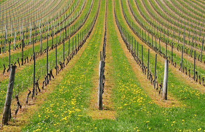 L’enquête de l’Agreste indique que seuls 2 % des vignobles possèdent une couverture végétale sous la vigne tandis que 71 % des vignobles ont recours aux herbicides pour éliminer les adventices sous le rang. Photo : Monique Pouzet/Adobestock