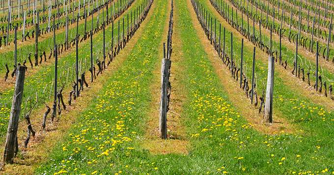 L’enquête de l’Agreste indique que seuls 2 % des vignobles possèdent une couverture végétale sous la vigne tandis que 71 % des vignobles ont recours aux herbicides pour éliminer les adventices sous le rang. Photo : Monique Pouzet/Adobestock