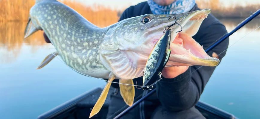 Brochet : cet hiver, pêchez vite !