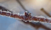 New bud forms on grapevine covered with ice crystals