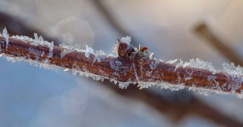 New bud forms on grapevine covered with ice crystals